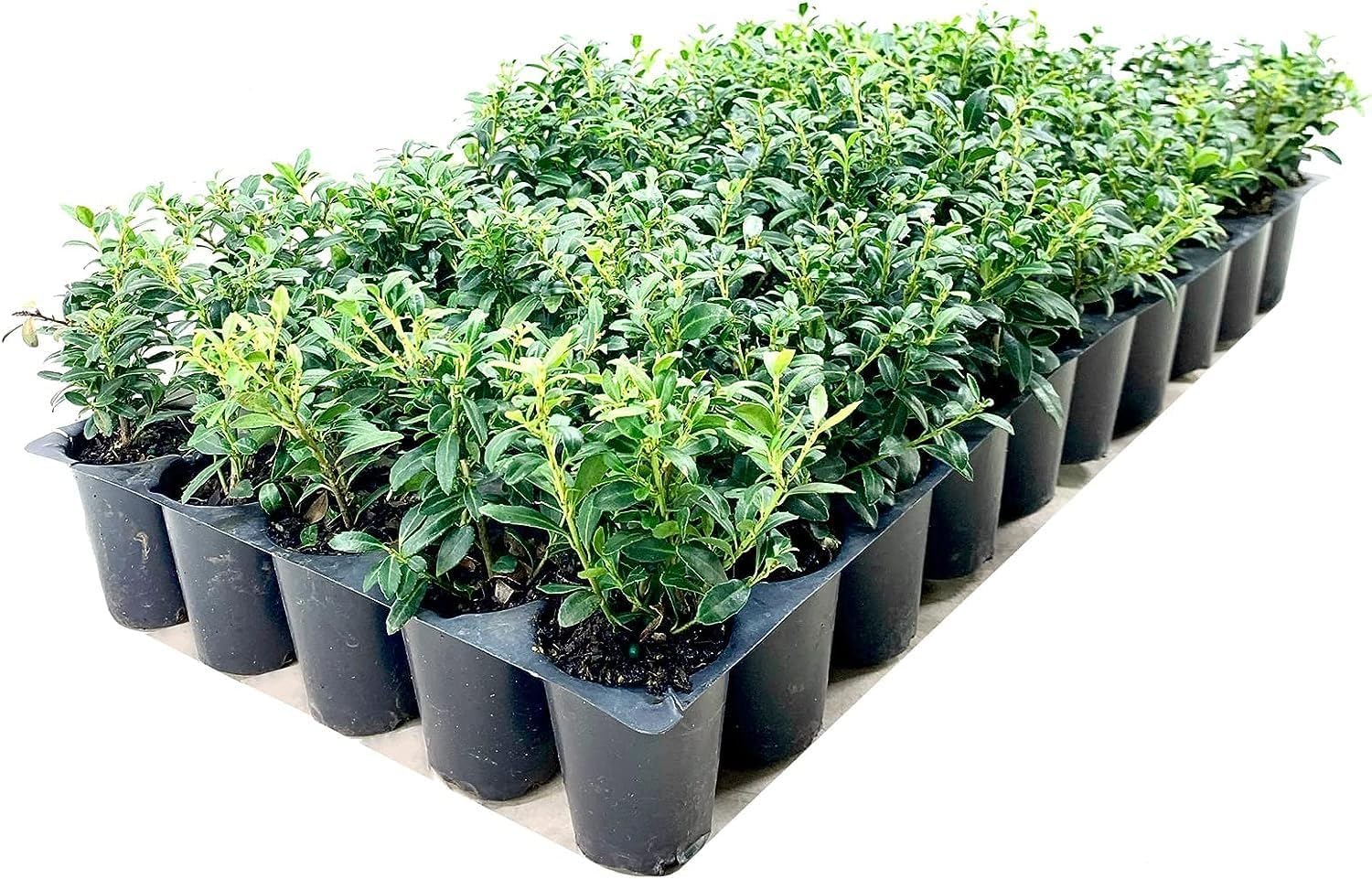 Amazon.com : Soft Touch Compact Japanese Holly | 10 Live Plants